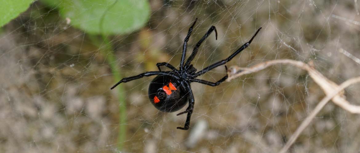 black widow spider with red spots