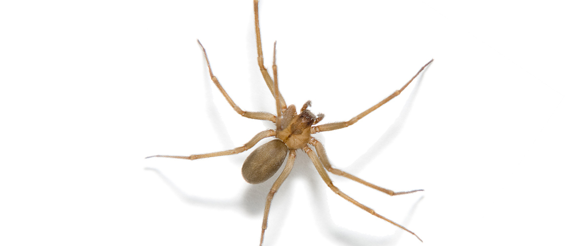 thin brown recluse spider