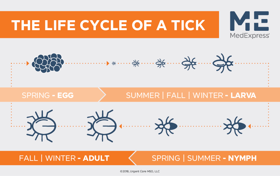 The Life Cycle of a Tick