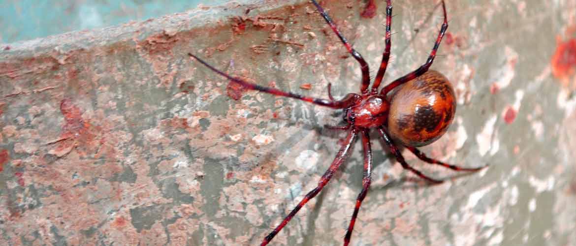 red widow spider with black spots