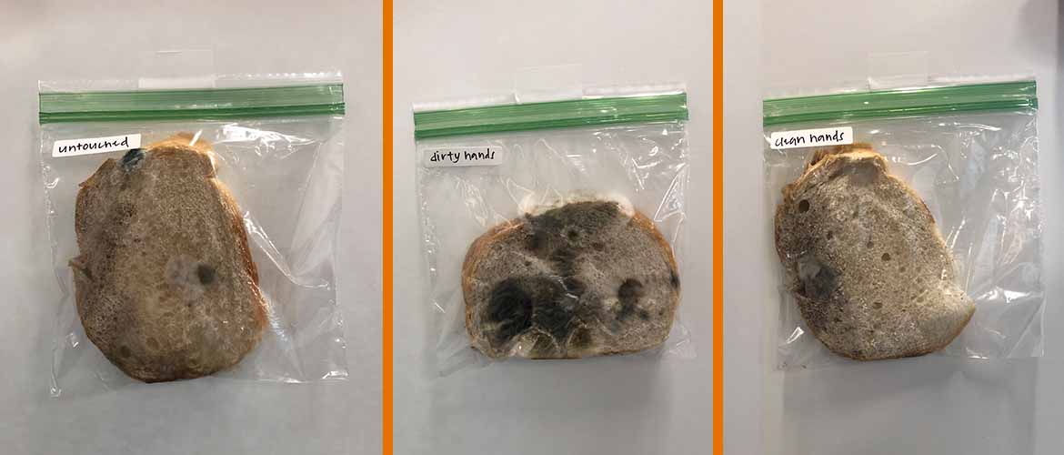 From left to right, a piece of bread in a bag labeled dirty hands from day three and a piece of bread with some mold growing on it labeled dirty hands form day 10.