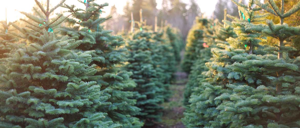 rows of trees at christmas tree farm