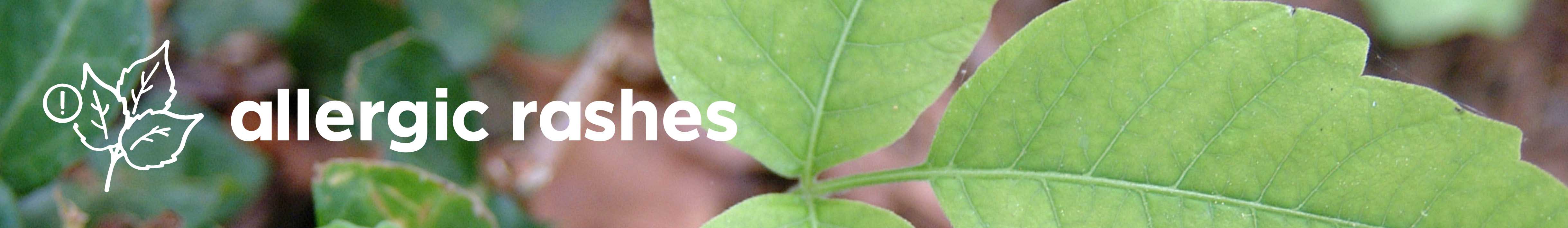 close-up of leaves with the words allergic rashes overlaid on the image