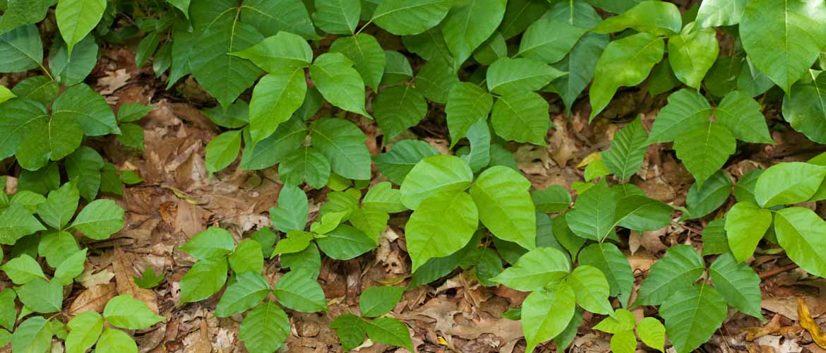 a patch of poison ivy in the woods