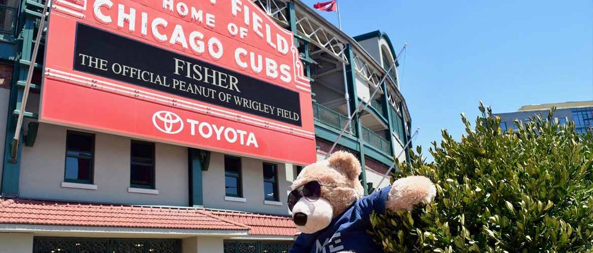 Sniffle outside Wrigley Field in Chicago, Illinois