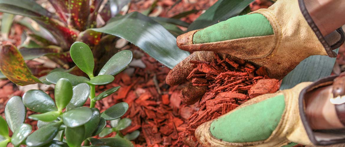 plants in the ground surrounded by wood mulch